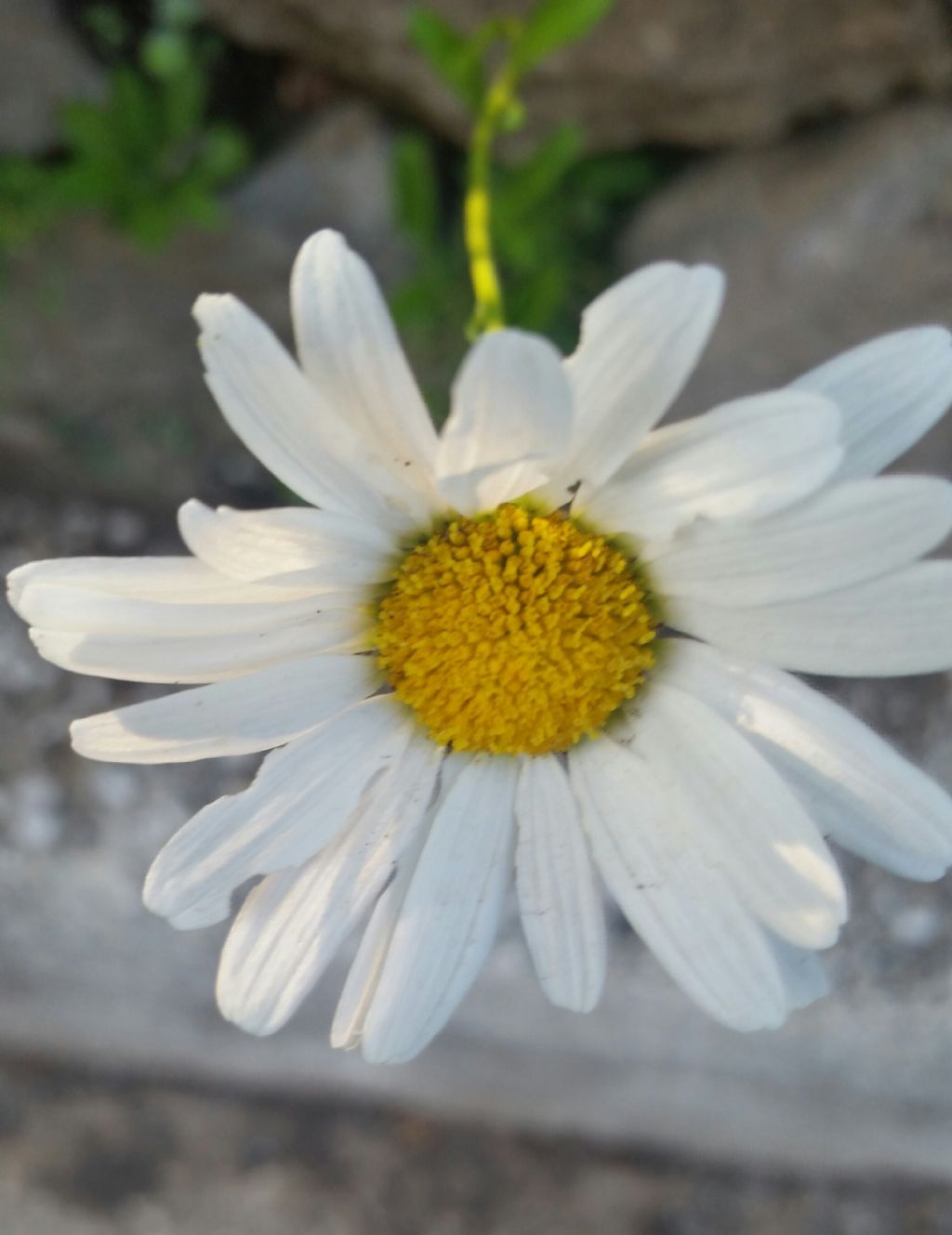 Anthemis. ...no, Leucanthemum sp.